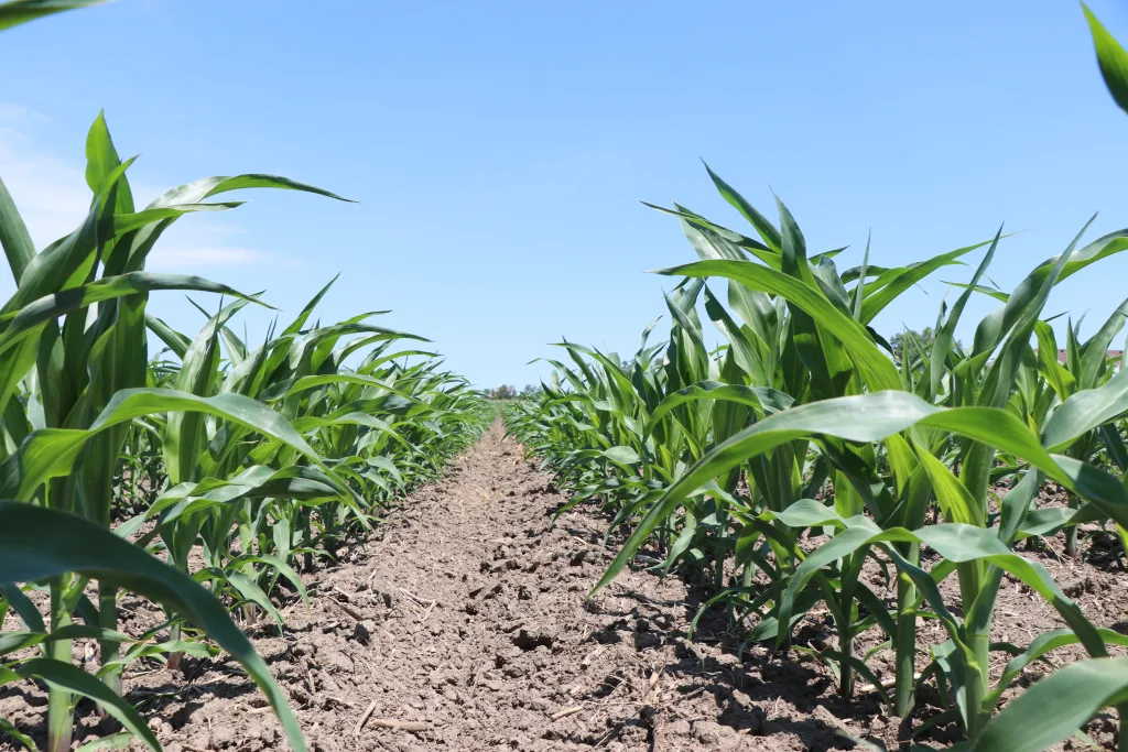 Photo of corn field
