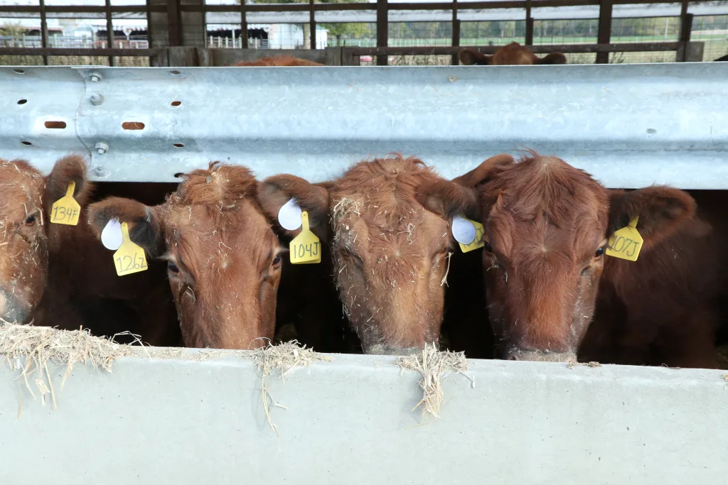 Livestock