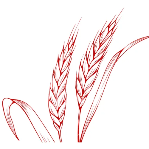 Graphic showing a wheat plant